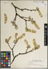 Foto von Salix lanata L.